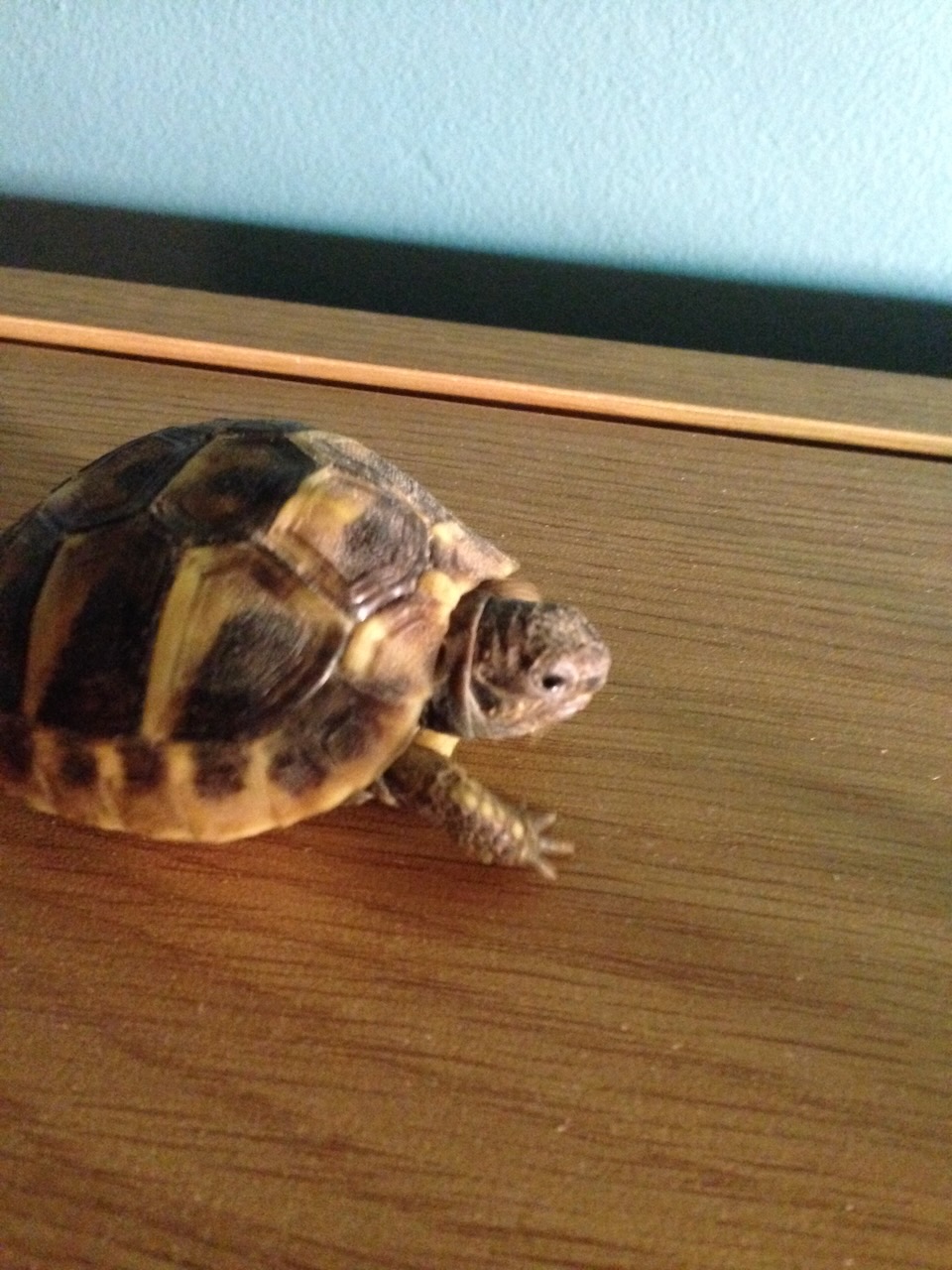 Flo as a young tortoise walking across a wooden surface in 2015.