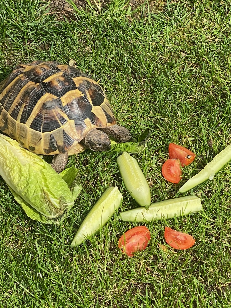Flo, a Hermann’s tortoise, eating lettuce, cucumber and tomato on the grass.