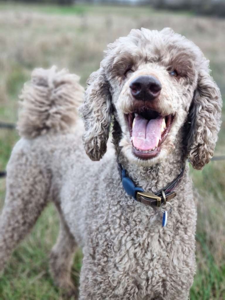 Oliver, a café-au-lait standard poodle, standing outdoors with his mouth open and looking at the camera.